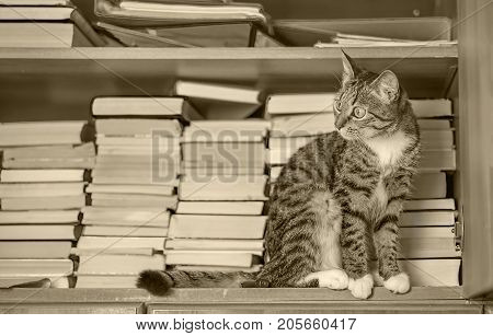 A cat is sitting in a closet With books