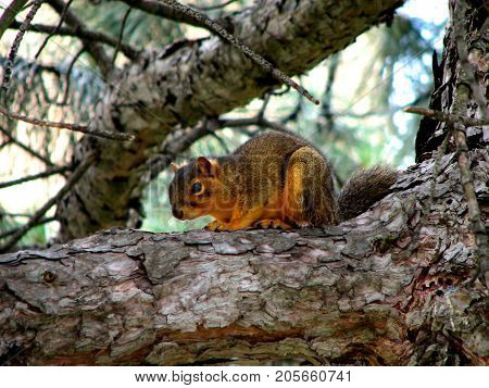 The squirrel sits on a dry tree.