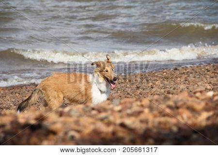puppy collie on the beach pet friendly