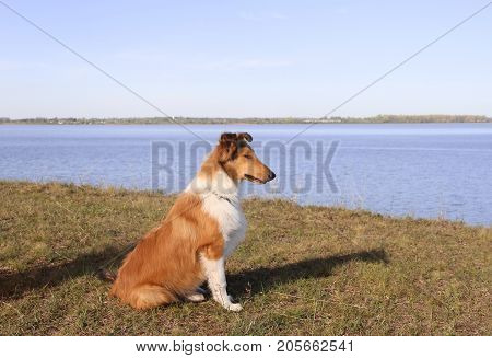 puppy collie on the beach pet friendly