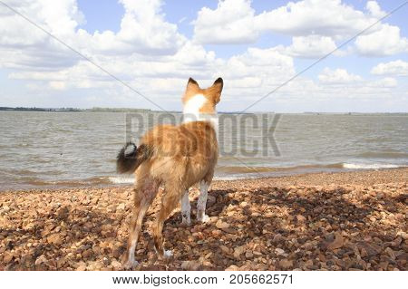 puppy collie on the beach pet friendly