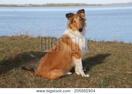 puppy collie on the beach pet friendly