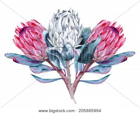 Bouquet of flowers protea. Isolated on white background. Watercolor illustration.