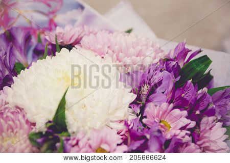 Purple And White Chrysanthemums And Asteria Bouquet Close-up