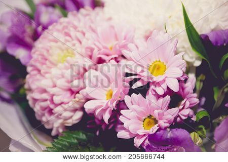 Purple And White Chrysanthemums And Asteria Bouquet Close-up