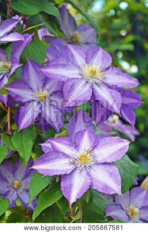 Blossom of clematis. Purple flowers of clematis closeup. Blooming clematis in the garden.