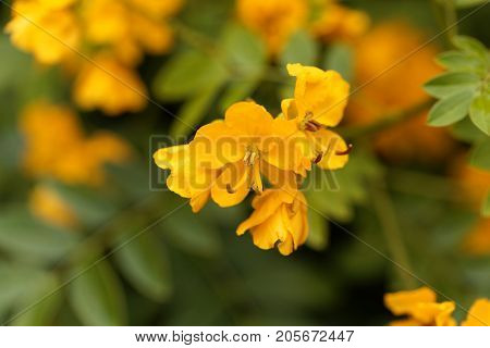 Buttercup Bush (senna Corymbosa)