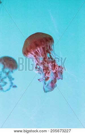 Black Sea Nettle Jellyfish Chrysaora Achlyos