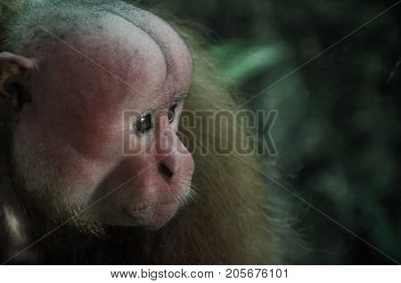 Portrait of a monkey in the Jungle