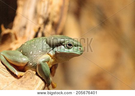 Magnificent Tree Frog Litoria Splendida