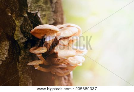 Photo macro close nameko mushroom plantations fall day