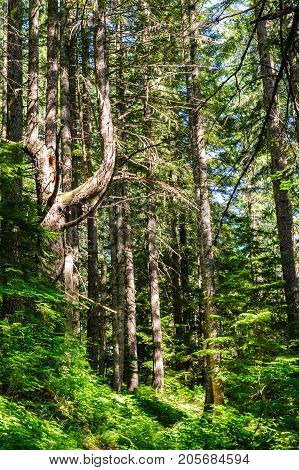 Forest scene near the Box Canyon Area in Mount Rainier National Park