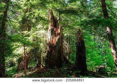 Forest scene near the Box Canyon Area in Mount Rainier National Park