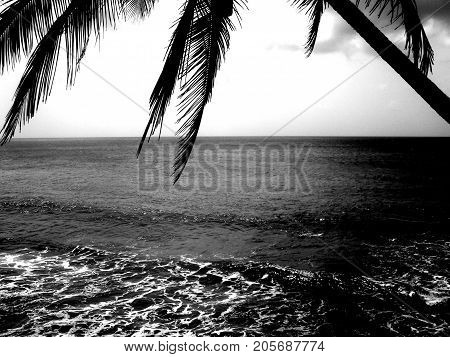 Calmness of a sea framed by a palm tree
