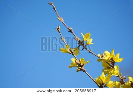 yellow forsythia flower blooming in spring for design