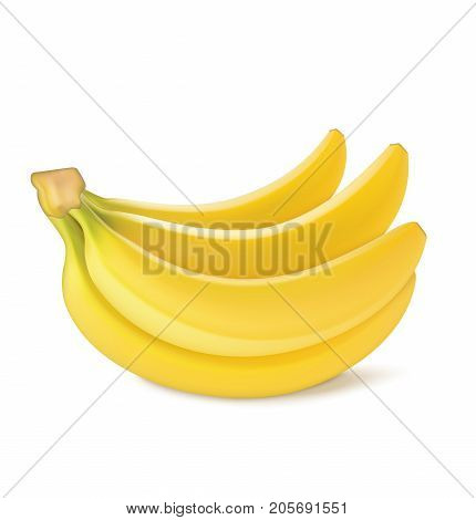 Bunch of fresh banana fruits. Vector illustration