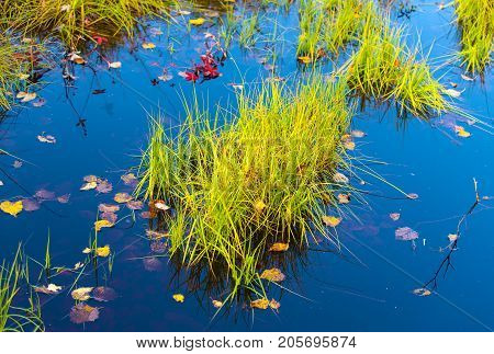 nature purity grass on the lake bank