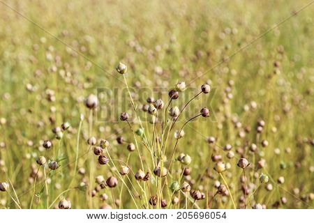 flax flowers faded field ,  in summer