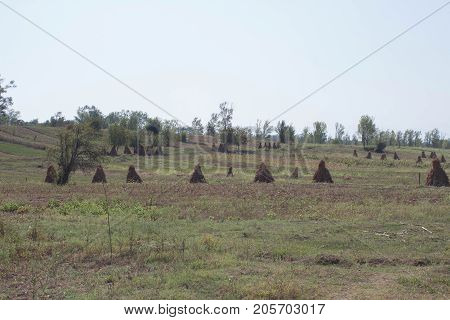 mature corn crop. corn plants with cobs in field after harvest. autumn