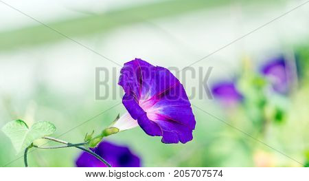flower of morning glory with a nice blurred bokeh