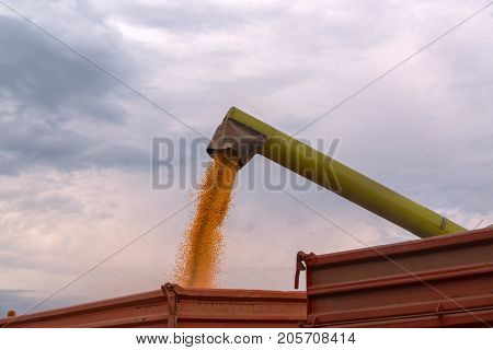 Combine harvester auger unloading harvested corn into tractor trailer. Agricultural machinery and equipment work in the field of cultivated maize crop.