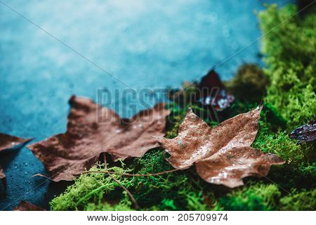 Autumn leaves on a green moss with close-up of maple leaf texture. Fall header with copy space in cold tones. Autumn-themed frame.