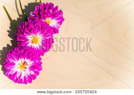 Dahlias on wood background, detail, close-up, background