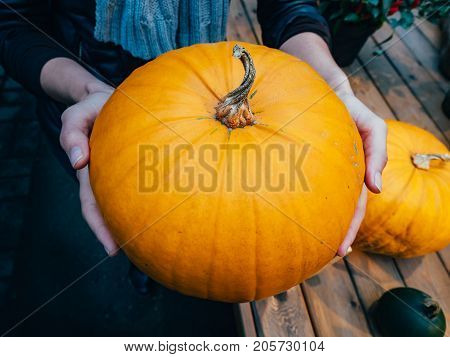 A woman chooses a pumpkin in the market. Orange pumpkin in the hands. Big pumpkin in woman hands. Yellow pumpkin holding hands. Beautiful big pumpkin
