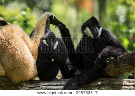 flock of siamang gibbon on tree branch