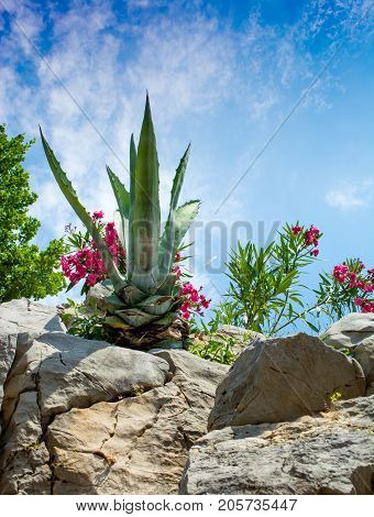 Agava at tropical garden. Agave plant. Summer time