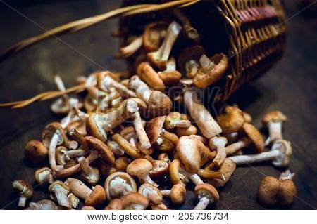 Basket With Fresh Mushrooms