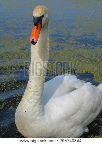 beautiful white swan on the water in a pond on nature.