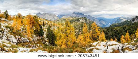 Yellow and orange larch trees with mountains and lake Koenigsee. National Park Berchtesgaden.