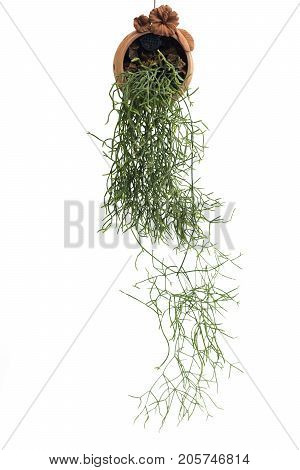 Rhipsalis in a brown flowerpot isolated in the white background with clipping path