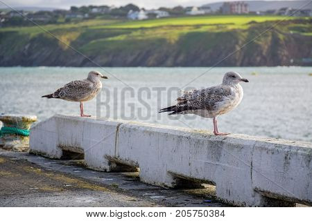 Couple of birds relaxing at the pier on coastline in Douglas, Isle of Man