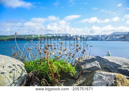 Small dried flower on the top of Peel Castle's wall with landscape view of Isle of Man coastline in background