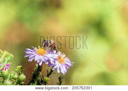 Bee moving from flower to flower pollinating as it goes.