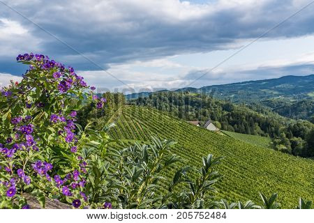 Vineyard with violet pelargonium flowers in south Styria in Austria