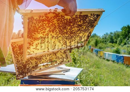 Honeycomb. The beekeeper works with bees near the hives. Apiary.