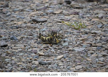 group of tiger swallow tail butterflies in glacier national park