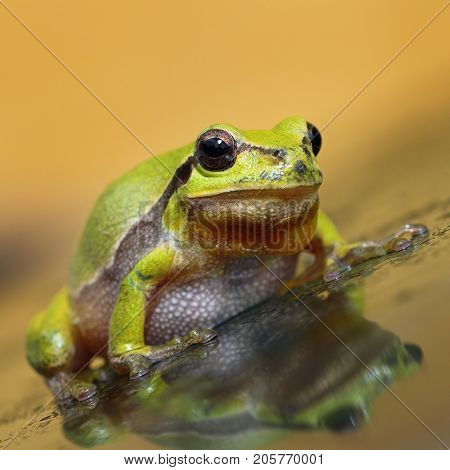 cute green tree frog full length image ( Hyla arborea )