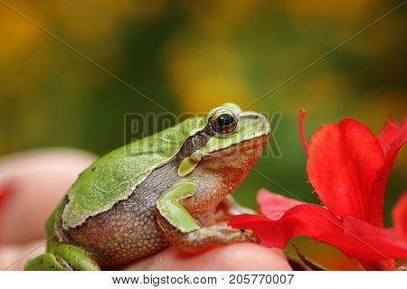 cute green tree frog in spring setting ( Hyla arborea )