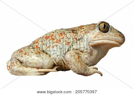 isolated full length Pelobates fuscus the spedefoot or garlic toad
