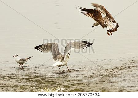 two caspian gulls fighting for fishing spot in shallow water ( Larus cachinnans ) adult bird and juvenile