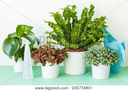 houseplant Asplenium nidus, peperomia and fittonia in flowerpot