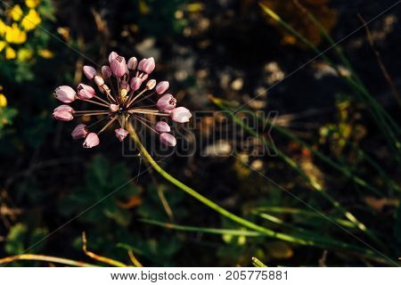 Allium christophii grows among the rich herbs in the mountains.