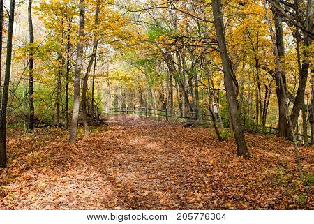 Autumn Day in Woods