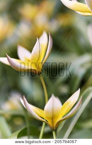 Turkestan Tulips (Tulipa Turkestanica)
