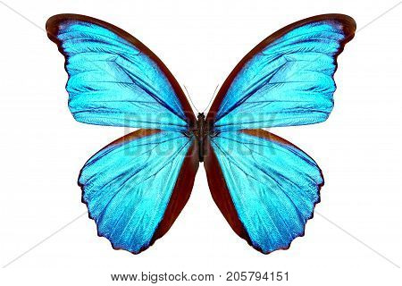 beautiful butterfly isolated on a white background