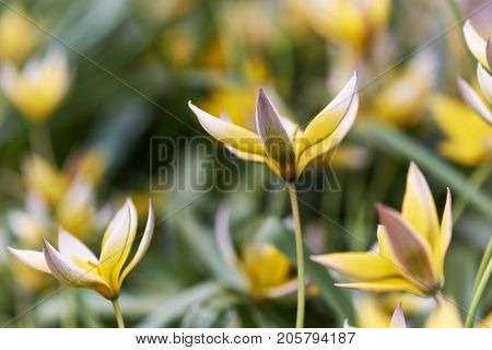 Turkestan Tulips (Tulipa Turkestanica)